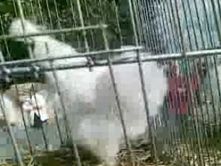 Coq à la mode disco