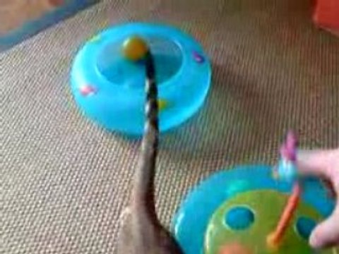 Djihan Bengal Brown spotted taby avec rosettes