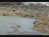 Galapagos Marine Life (video blog)