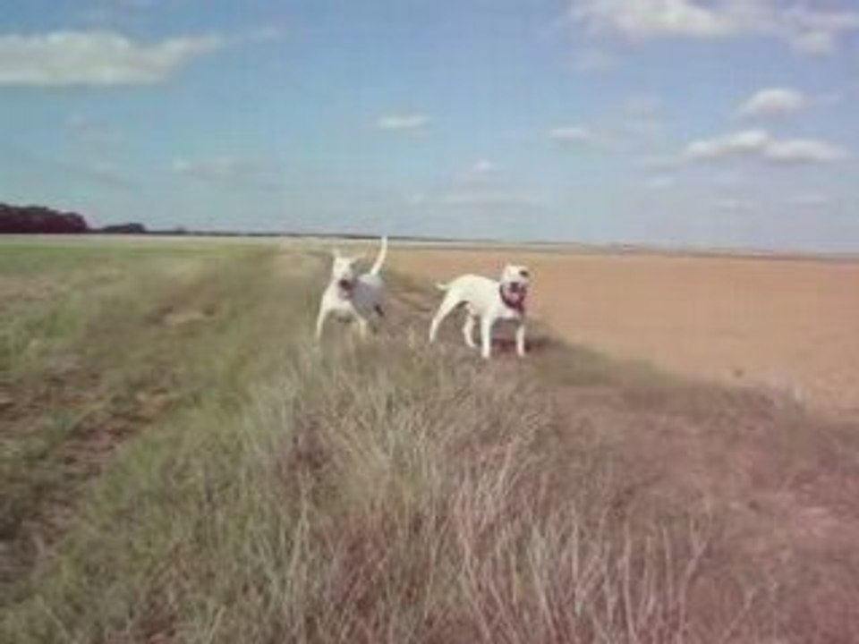Katana qui embête son pote Doggy