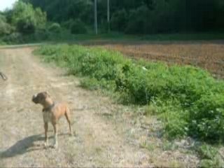 Aston a compris que les ronces s'a piquaient!