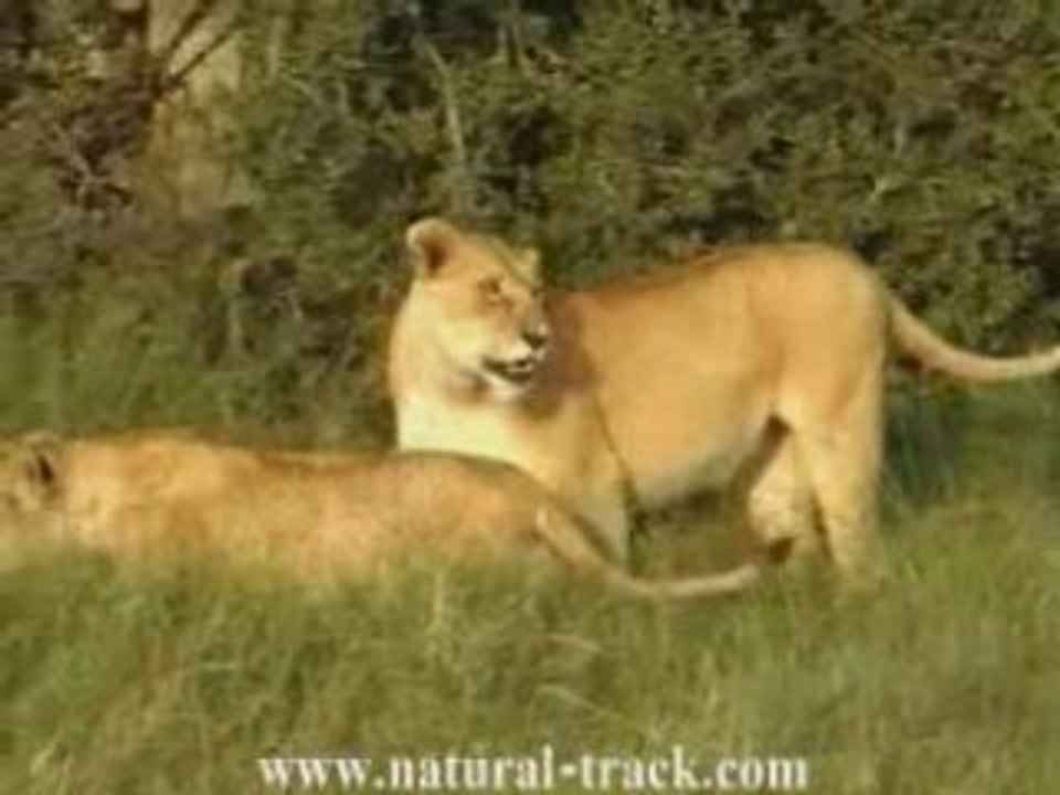 African Safari part 1
