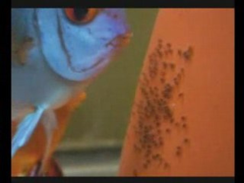 reproduction de mon couple de discus