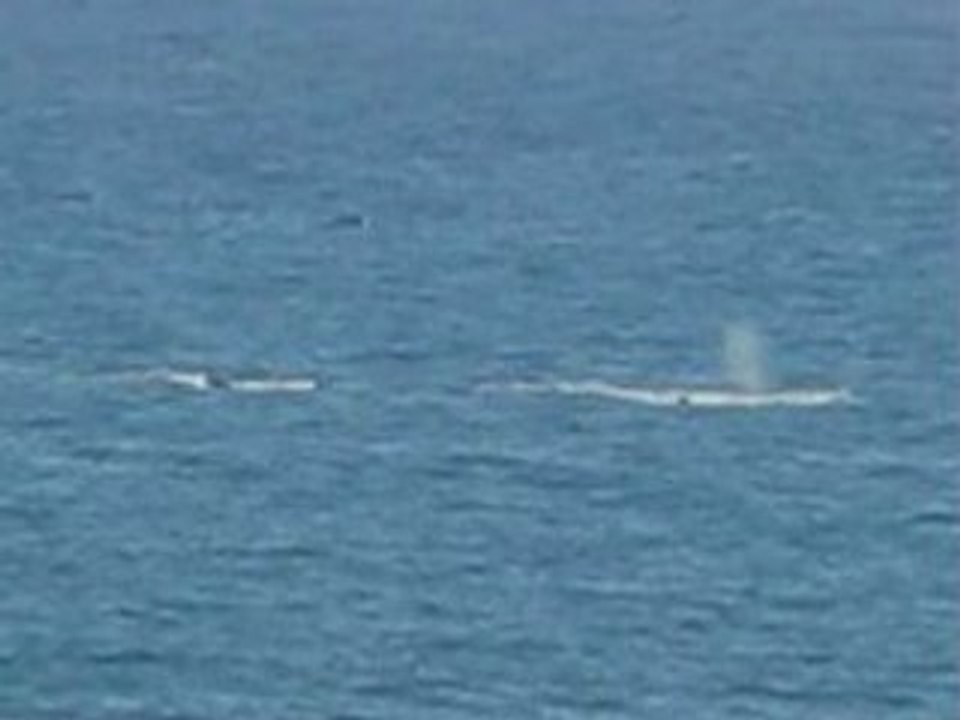 Baleines