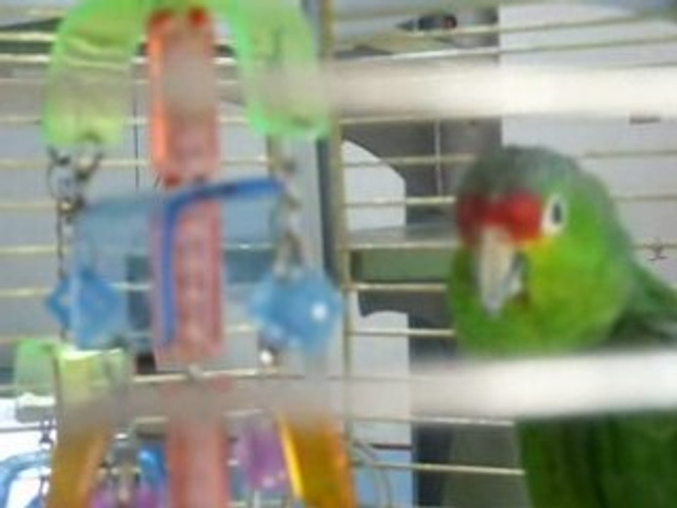 reebook perroquet amazone fais la poule