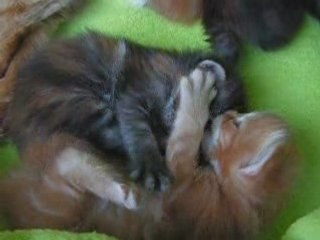 MAINE COON Katzen-SHEDOROS 41844 Wegberg