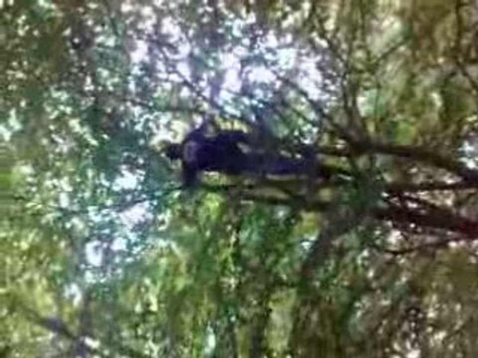 le robin des bois de st fraimbault