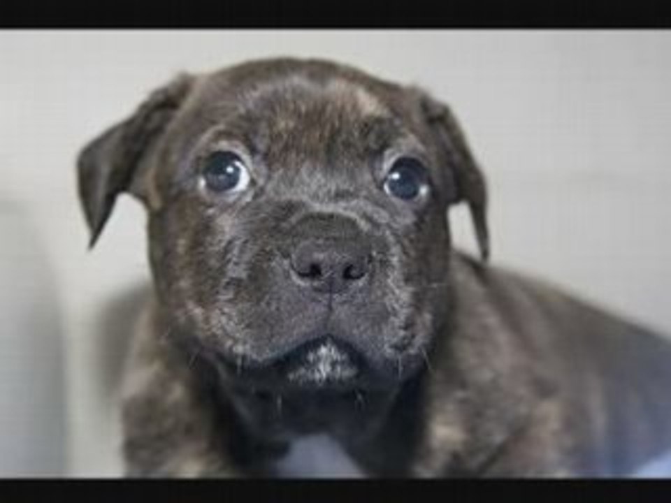 Common Dog Training Fears Among New Puppy Owners