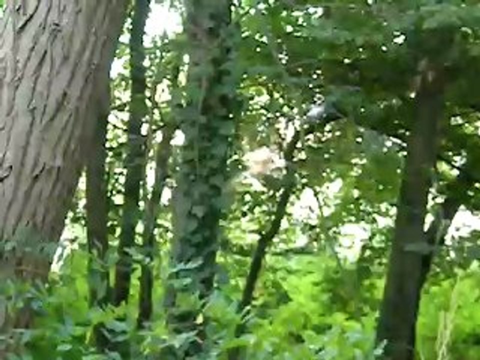 Délire au bois - suite