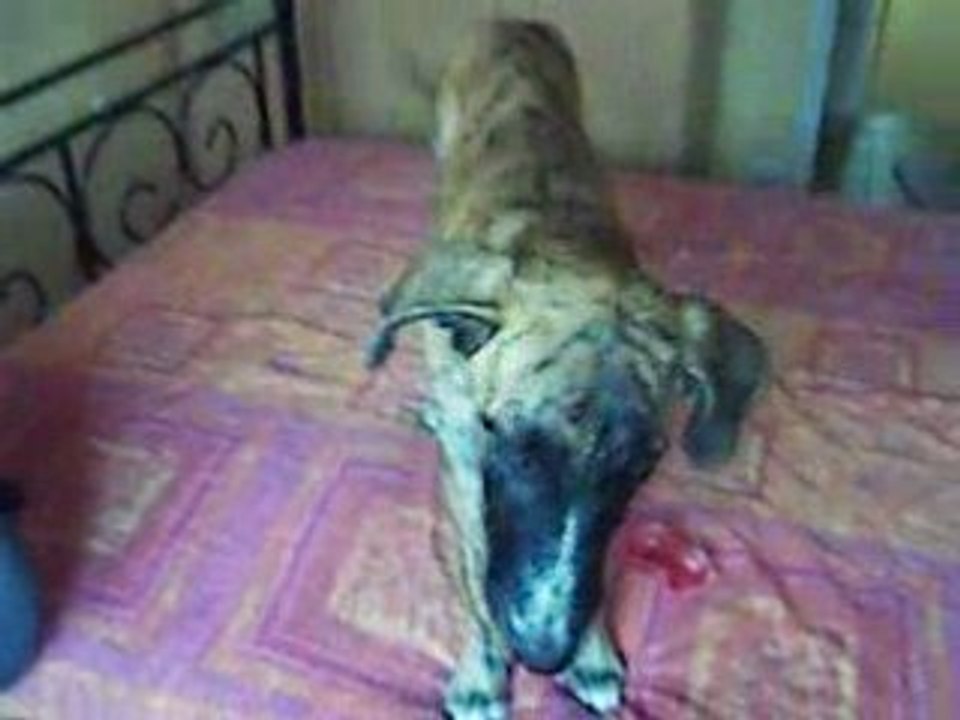 yera galga d\'\'espagne