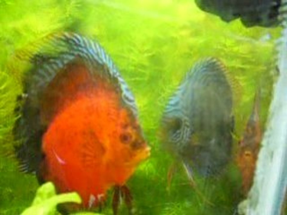 discus parent d adoption