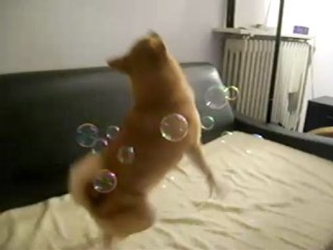 Nanako à la chasse aux bulles