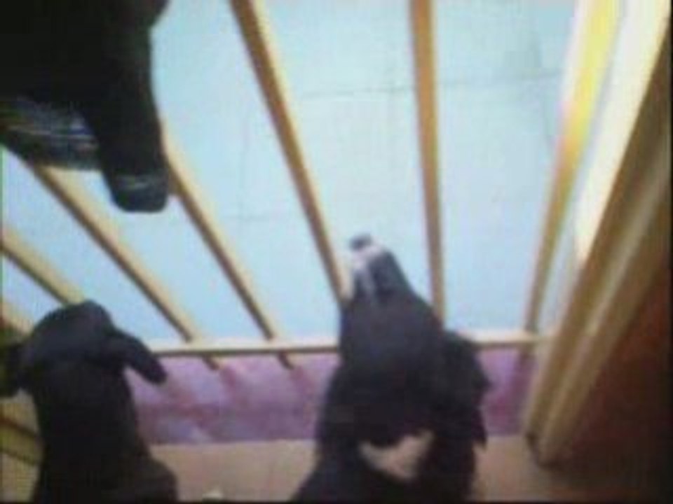 La negra ataca a lola