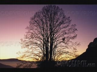 Missing You (own composition + autumn-images