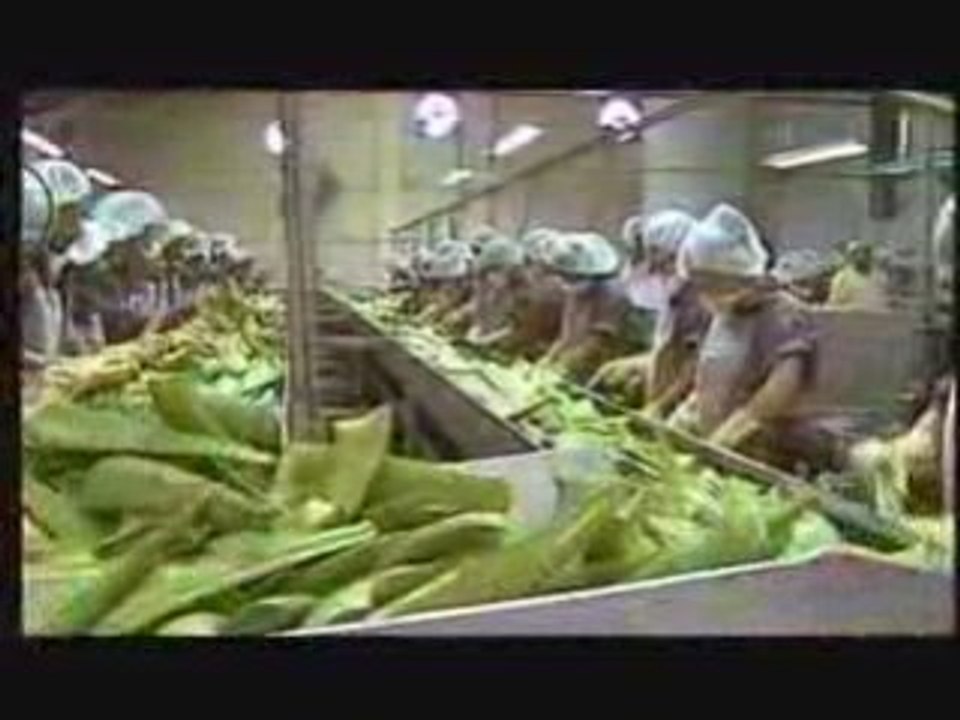 Aloe Vera - Es gibt nichts besseres!