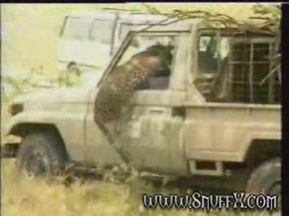 Regis titille leopard