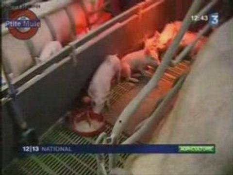 Le retour des farines animales