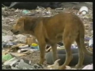 Origen del perro (Hipotesis de Coppinger)