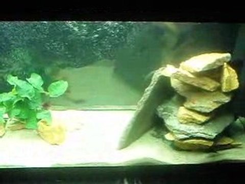 Vidéo Tropheus moorii sp red Moliro F1