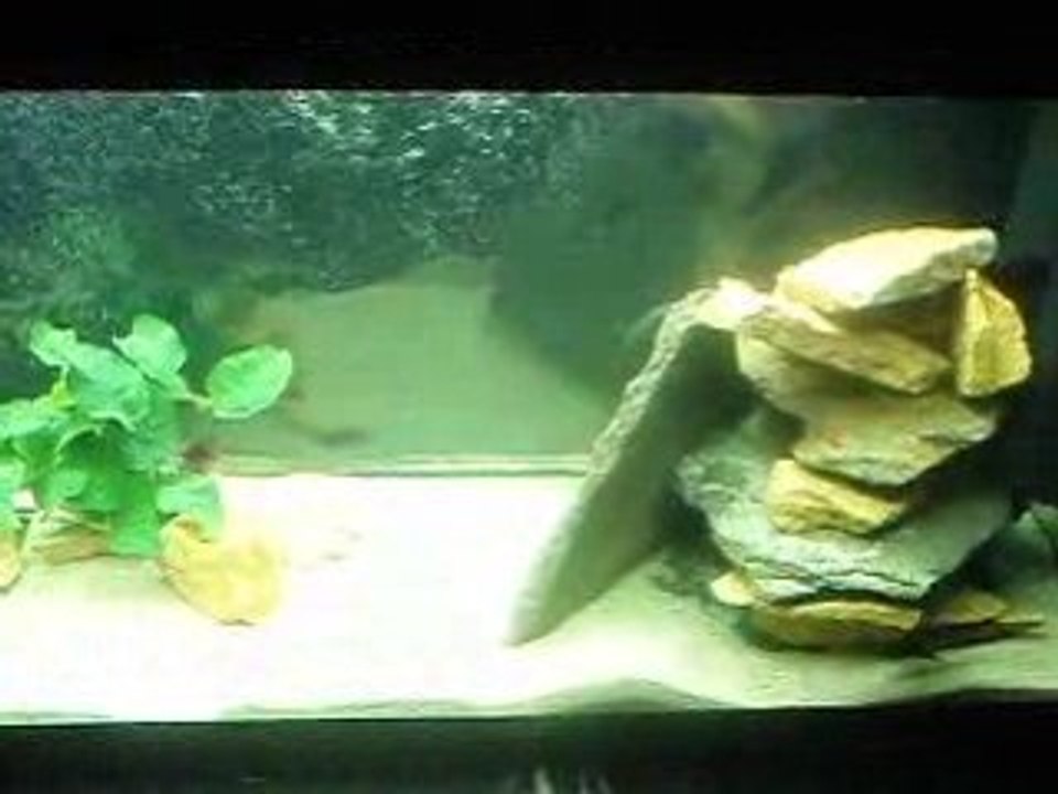 Vidéo Tropheus moorii sp red Moliro F1