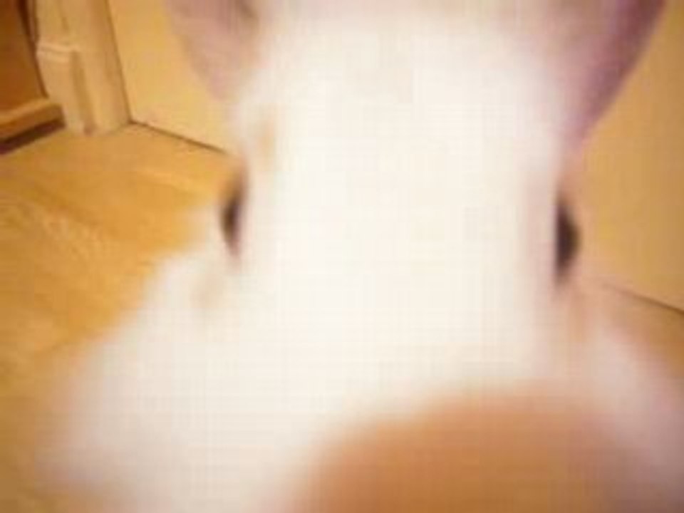 Pickwik , my little rabbit