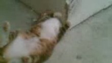 Itchy cat