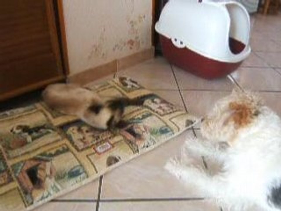 Flower et Belette
