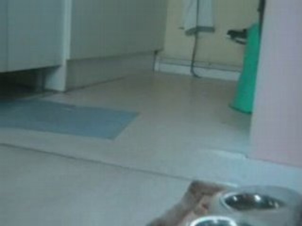 Le chaton et la mouche