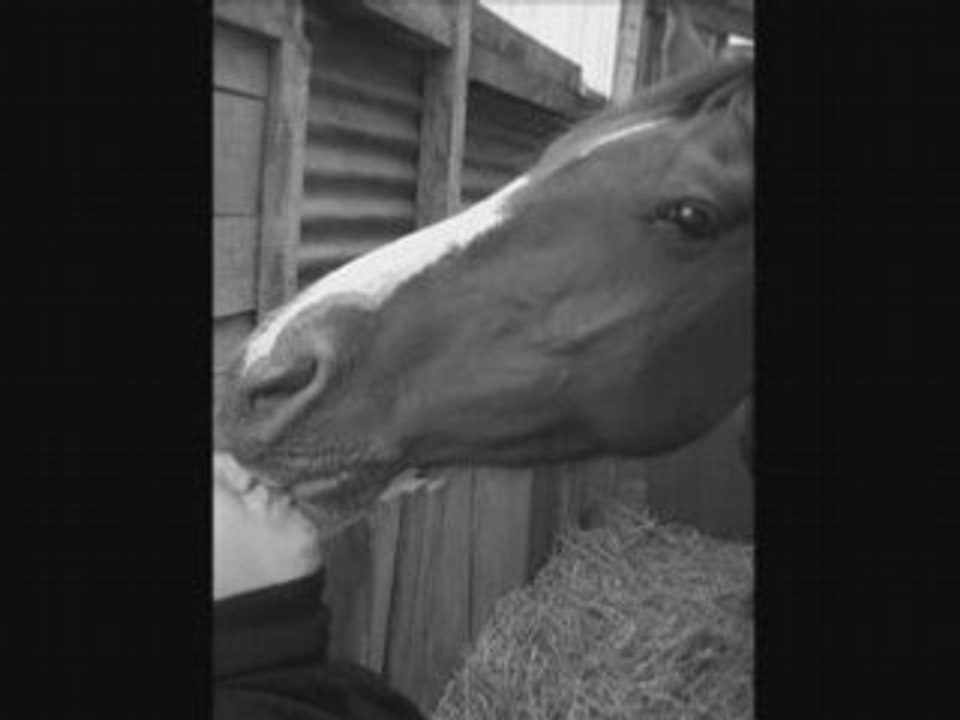 cheval