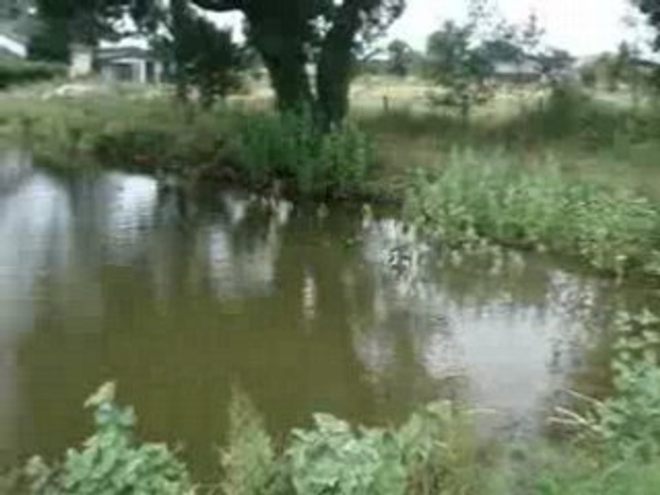1er carpe