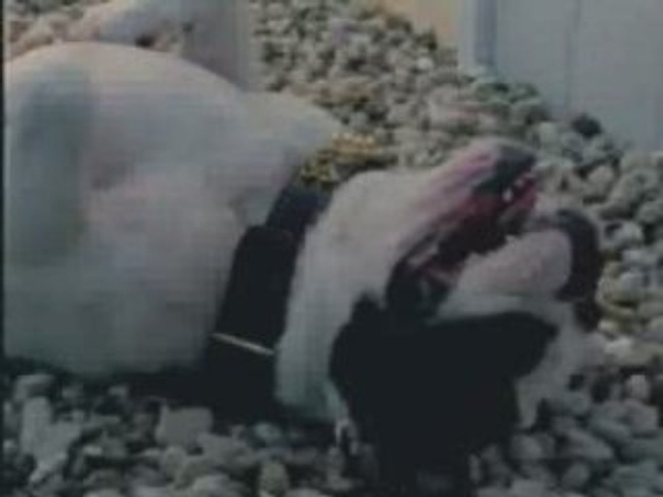 Pub-rire-gag-Chat et chien