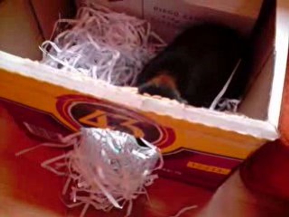 Coca et son carton