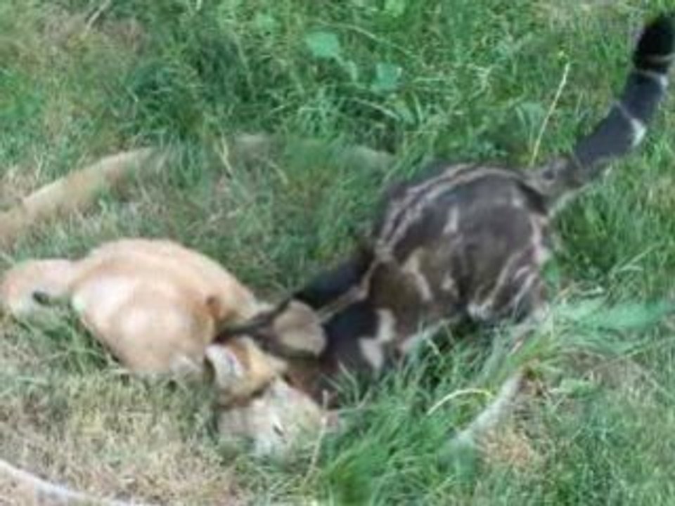 bagare de chat