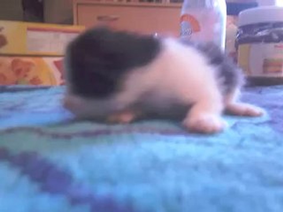 Jack