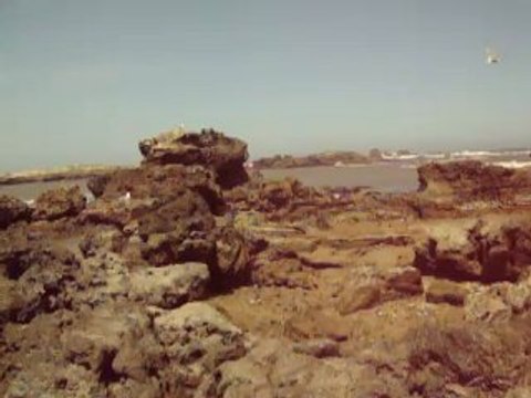 Les goélands d'Essaouira