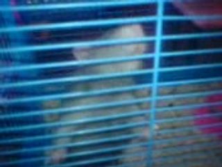 Prison Bet Challenge 🏆