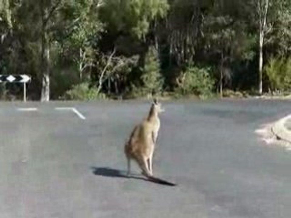 kangaroo curieu mais prudent