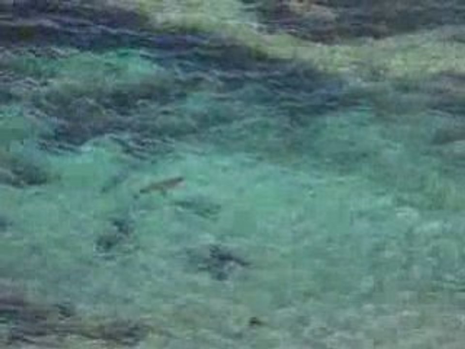 Sea Lions dans l'ocean Australe