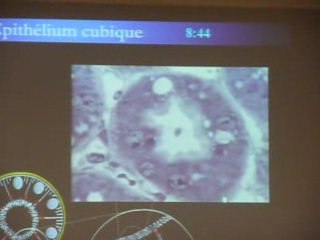 épithélium cubique