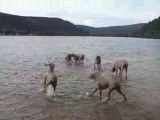 une baignade dans les Vosges