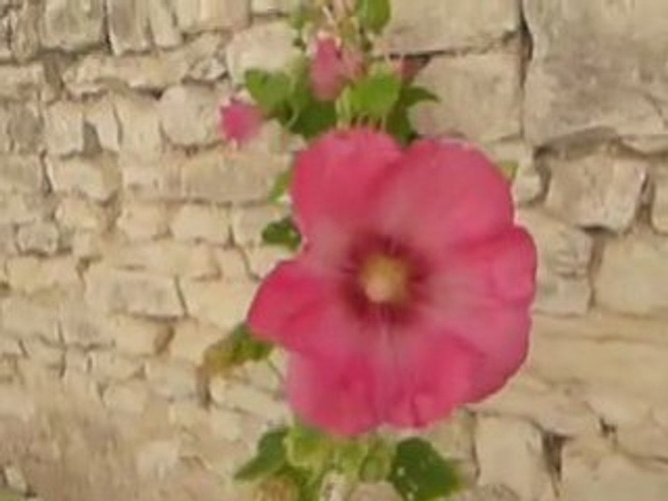 La vie en rose