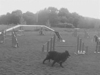 Sun et moi ........................ AGILITY ..._0001