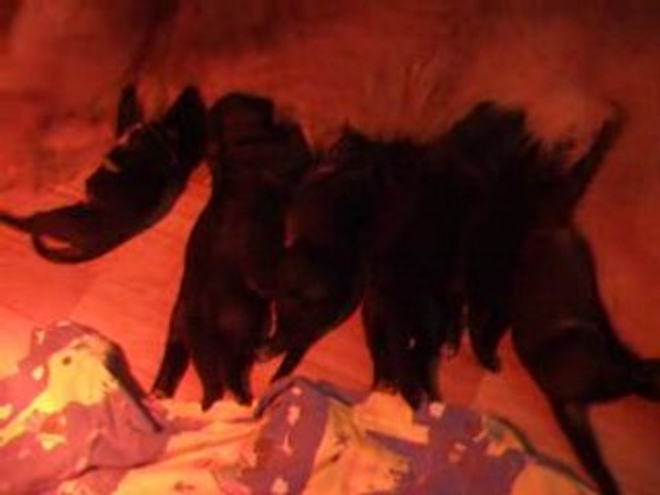 Premiers chiots de BONNIE