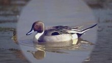 Canard pilet N