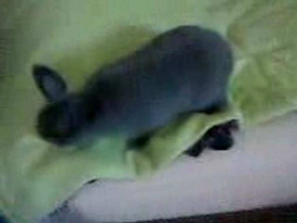 Kreusty le lapin