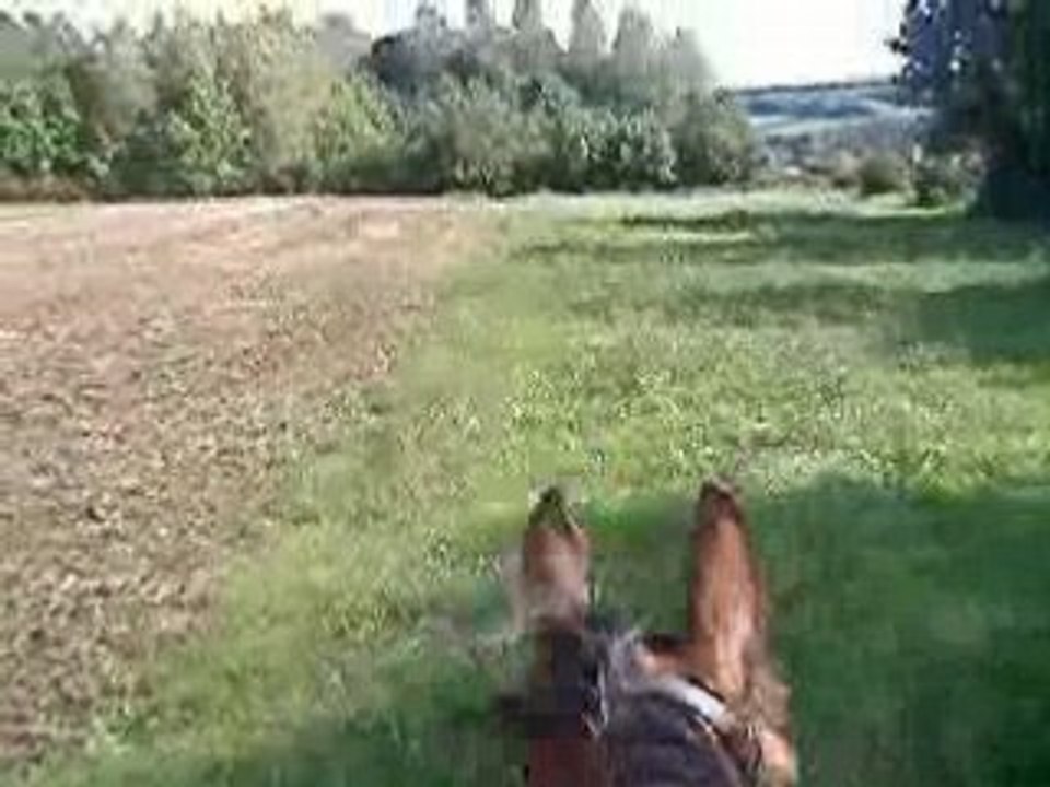 Balade avec le loulou