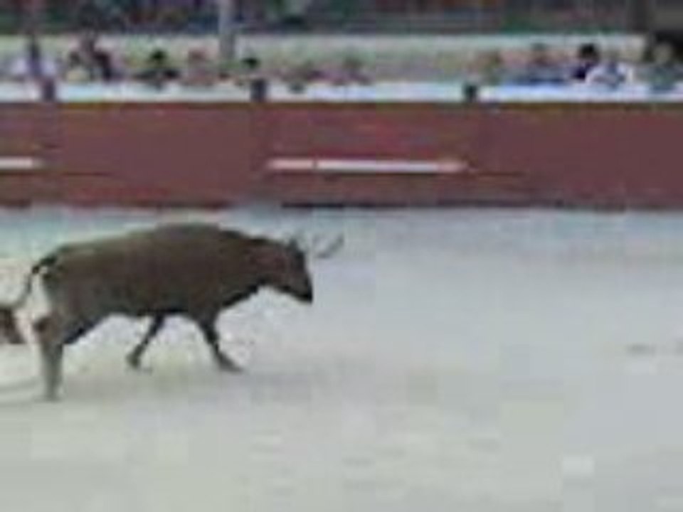 Voltigeur 4