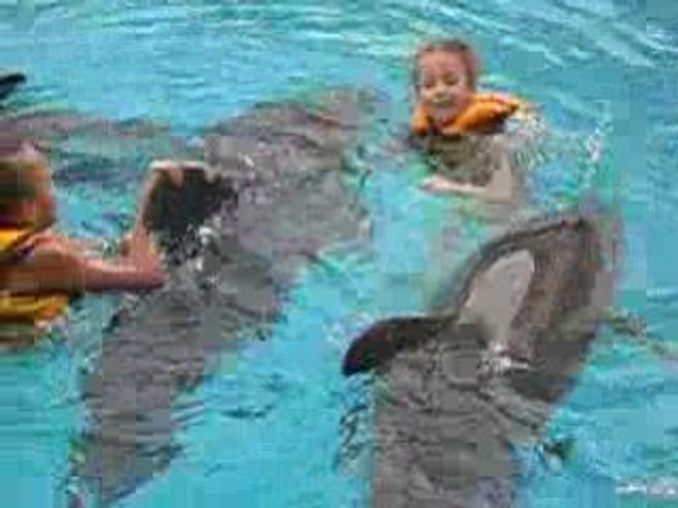 delfin odessa