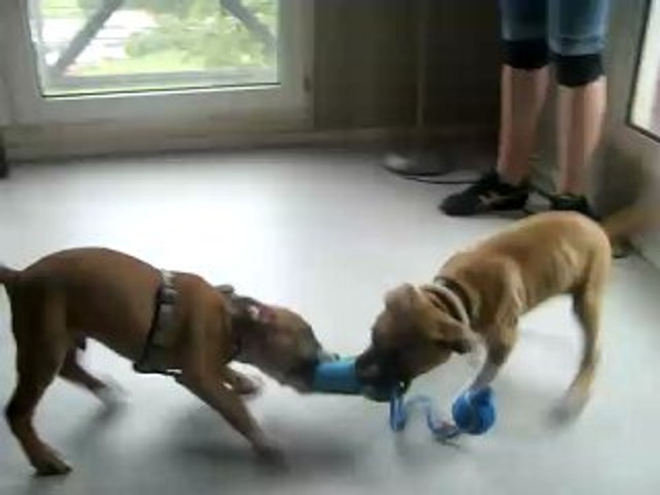 dexter et dalko les frères2