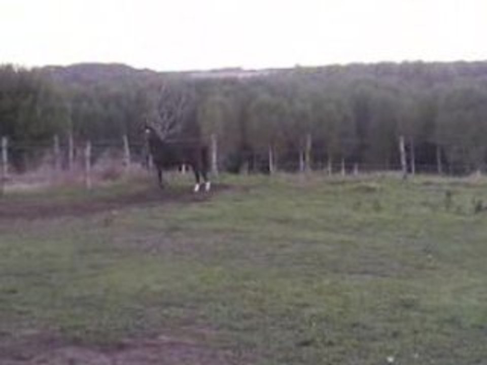 Galop au paddock, 2